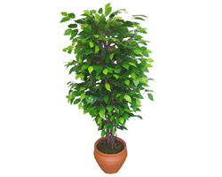 Ficus Benjamin 1,50 cm   zmit Kocaeli iek sat 