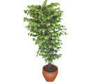 Ficus zel Starlight 1,75 cm   Kocaeli iek gnderme sitemiz gvenlidir 