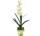 zel Yapay Orkide Beyaz   zmit Kocaeli internetten iek siparii 
