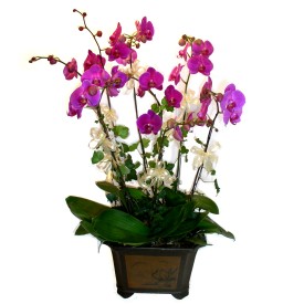  Kocaeli iek gnderme sitemiz gvenlidir  4 adet orkide iegi