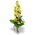  Kocaeli online iek gnderme sipari  cam vazo ierisinde tek dal canli orkide