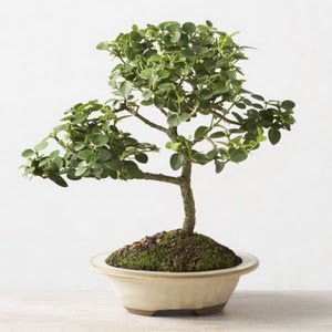 ithal bonsai saksi iegi  Kocaeli ucuz iek gnder 