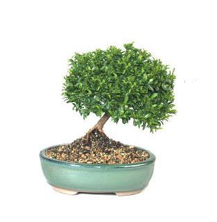 ithal bonsai saksi iegi  zmit Kocaeli iek yolla 