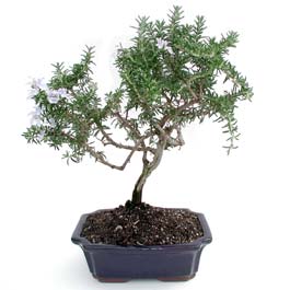 ithal bonsai saksi iegi  Kocaeli 14 ubat sevgililer gn iek 
