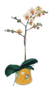  zmit Kocaeli nternetten iek siparii  Phalaenopsis Orkide ithal kalite