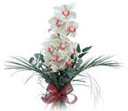  Kocaeli kaliteli taze ve ucuz iekler  Dal orkide ithal iyi kalite