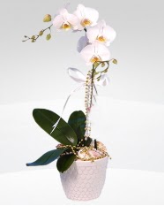 1 dall orkide saks iei  zmit Kocaeli internetten iek siparii 