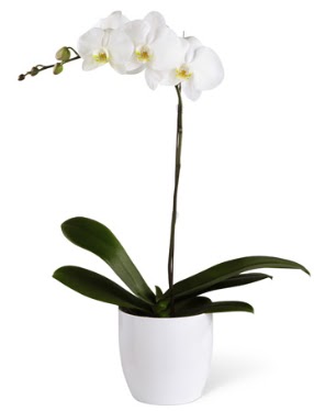 1 dall beyaz orkide  Kocaeli ieki telefonlar 
