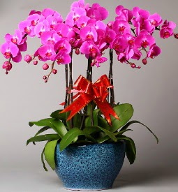 7 dall mor orkide  Kocaeli ucuz iek gnder 