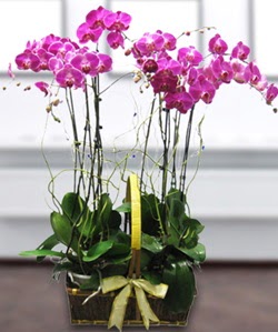 4 dall mor orkide  Kocaeli internetten iek sat 