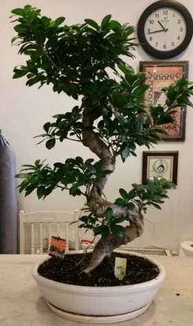 100 cm yksekliinde dev bonsai japon aac  Kocaeli online iek gnderme sipari 