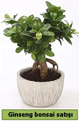 Ginseng bonsai japon aac sat  Kocaeli 14 ubat sevgililer gn iek 