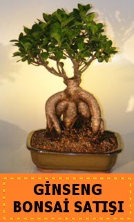 Ginseng bonsai sat japon aac  Kocaeli iek gnderme sitemiz gvenlidir 