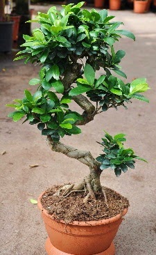 Orta boy bonsai saks bitkisi  zmit Kocaeli online ieki , iek siparii 