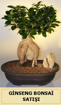 thal Ginseng bonsai sat japon aac  Kocaeli kaliteli taze ve ucuz iekler 