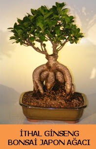 thal japon aac ginseng bonsai sat  Kocaeli online iek gnderme sipari 