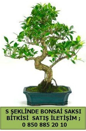thal S eklinde dal erilii bonsai sat  zmit Kocaeli uluslararas iek gnderme 