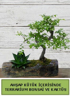 Ahap ktk bonsai kakts teraryum  zmit Kocaeli online ieki , iek siparii 