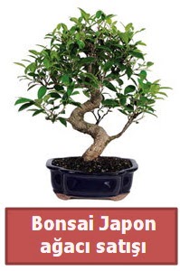 Japon aac bonsai sat  Kocaeli kaliteli taze ve ucuz iekler 