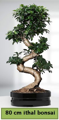 80 cm zel saksda bonsai bitkisi  Kocaeli 14 ubat sevgililer gn iek 