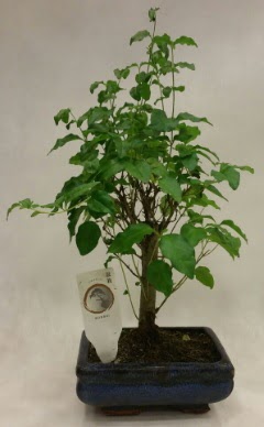 Minyatr bonsai japon aac sat  Kocaeli 14 ubat sevgililer gn iek 