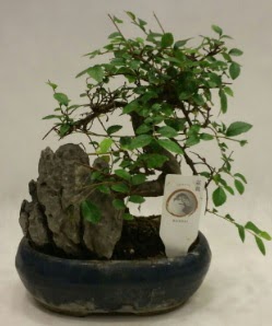 thal 1.ci kalite bonsai japon aac  zmit Kocaeli anneler gn iek yolla 