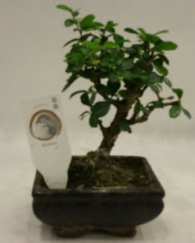 Kk minyatr bonsai japon aac  zmit Kocaeli uluslararas iek gnderme 