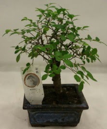 Minyatr ithal japon aac bonsai bitkisi  zmit Kocaeli anneler gn iek yolla 