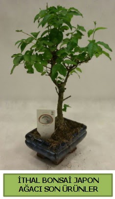 thal bonsai japon aac bitkisi  Kocaeli iek , ieki , iekilik 