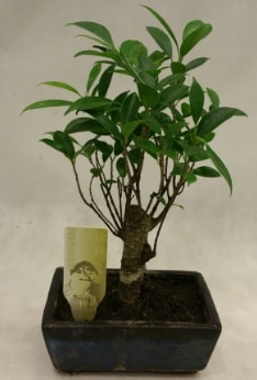 Japon aac bonsai bitkisi sat  Kocaeli 14 ubat sevgililer gn iek 