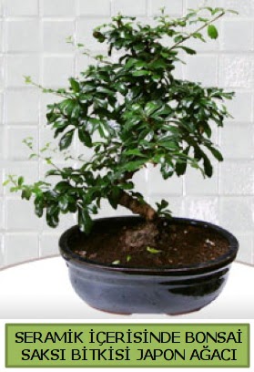 Seramik vazoda bonsai japon aac bitkisi  Kocaeli kaliteli taze ve ucuz iekler 