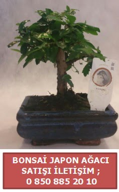 Japon aac minyar bonsai sat  zmit Kocaeli anneler gn iek yolla 