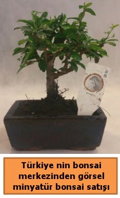 Japon aac bonsai sat ithal grsel  Kocaeli cicekciler , cicek siparisi 
