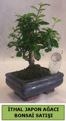 thal japon aac bonsai bitkisi sat  Kocaeli 14 ubat sevgililer gn iek 