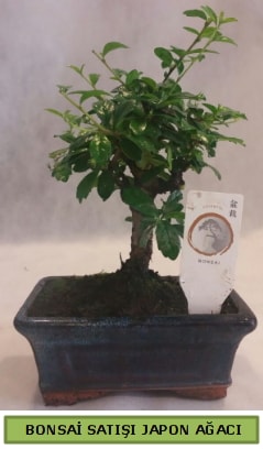 Minyatr bonsai aac sat  zmit Kocaeli uluslararas iek gnderme 