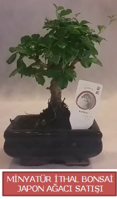 Kk grsel bonsai japon aac bitkisi  Kocaeli hediye sevgilime hediye iek 
