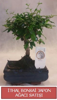 thal kk boy minyatr bonsai aa bitkisi  Kocaeli 14 ubat sevgililer gn iek 