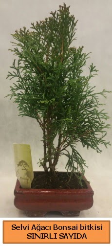 Selvi aac bonsai japon aac bitkisi  zmit Kocaeli anneler gn iek yolla 