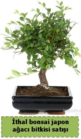 thal bonsai saks iei Japon aac sat  Kocaeli online iek gnderme sipari 