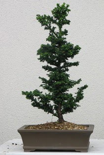 am aac bonsai bitkisi sat  Kocaeli 14 ubat sevgililer gn iek 