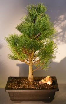 am aac japon aac bitkisi bonsai  Kocaeli 14 ubat sevgililer gn iek 