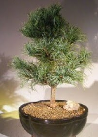 am aac bonsai bitkisi sat  zmit Kocaeli iek online iek siparii 