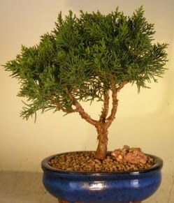 Servi am bonsai japon aac bitkisi  Kocaeli cicekciler , cicek siparisi 