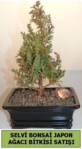 Selvi am japon aac bitkisi bonsai  Kocaeli 14 ubat sevgililer gn iek 