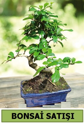 am bonsai japon aac sat  zmit Kocaeli anneler gn iek yolla 
