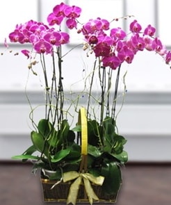 7 dall mor lila orkide  zmit Kocaeli cicek , cicekci 