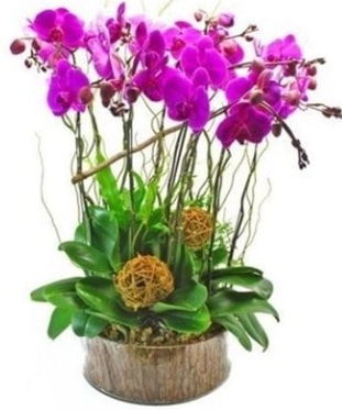 Ahap ktkte lila mor orkide 8 li  zmit Kocaeli gvenli kaliteli hzl iek 
