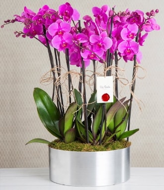 11 dall mor orkide metal vazoda  zmit Kocaeli cicek , cicekci 