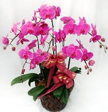 Sepet ierisinde 5 dall lila orkide  zmit Kocaeli iek online iek siparii 