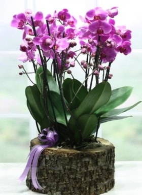 Ktk ierisinde 6 dall mor orkide  zmit Kocaeli iek online iek siparii 